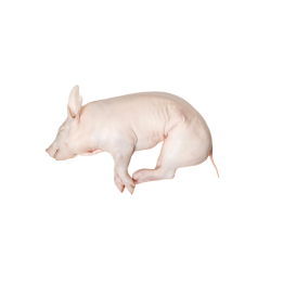 Cochinillo iberico