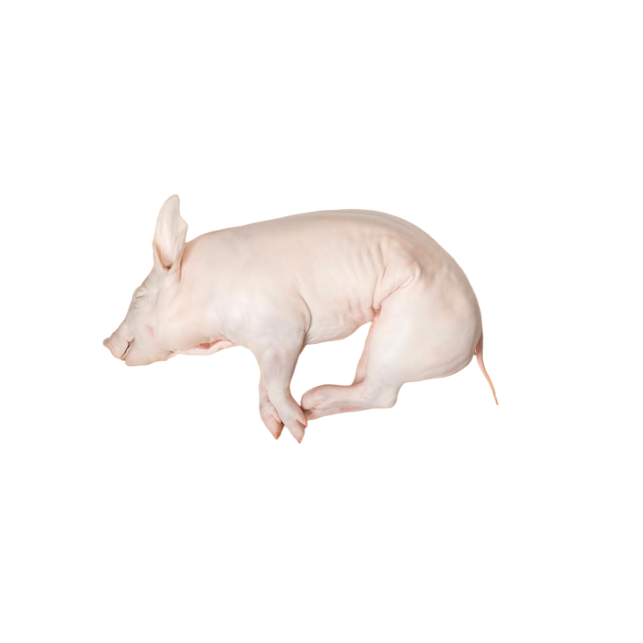 Cochinillo iberico