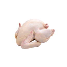 Gallina gordo