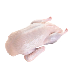 Pato fresco