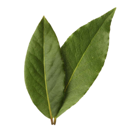 Laurel hoja