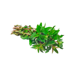 Menta fresco